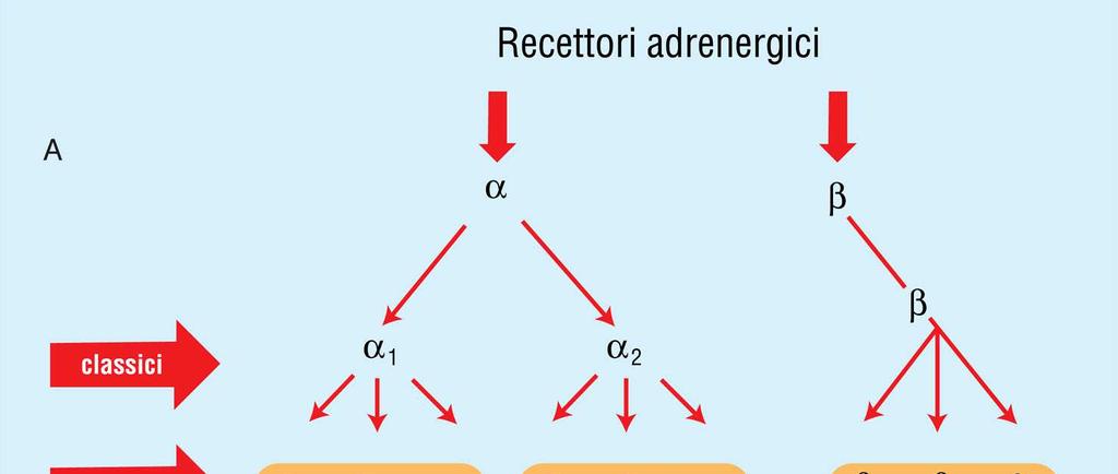 B) Diversa affinità di