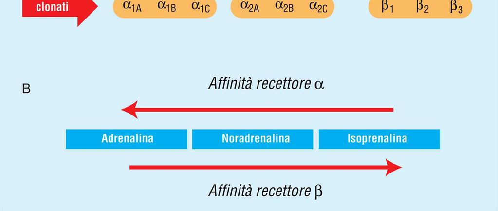 noradrenalina ed