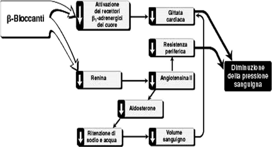 BETA-BLOCCANTI I beta bloccanti sono antagonisti competitivi dei recettori beta attenuazione degli effetti del sist.