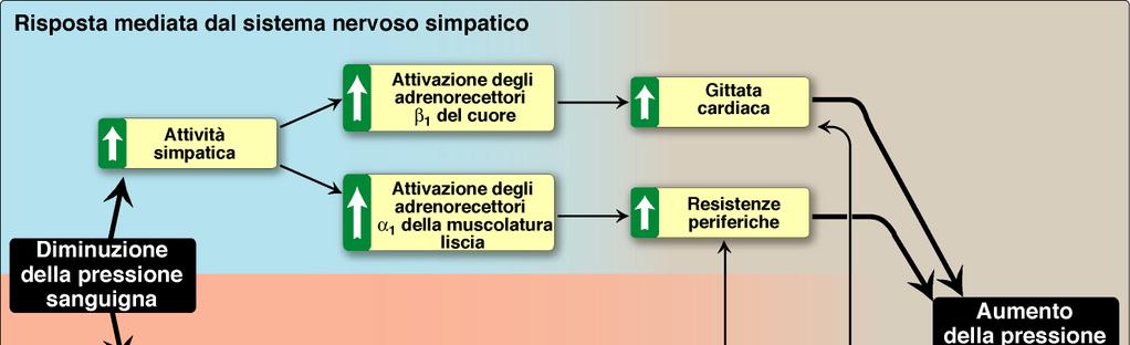 Principali cause patogenetiche dell ipertensione secondaria