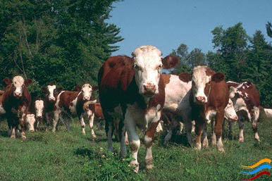 Bovine leukosis,