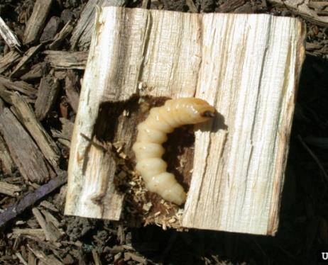dalle larve nel legno