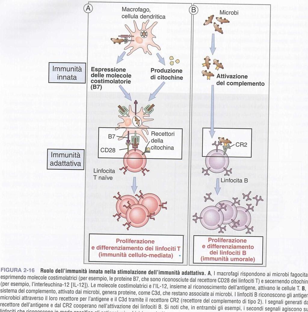 Immunità Innata