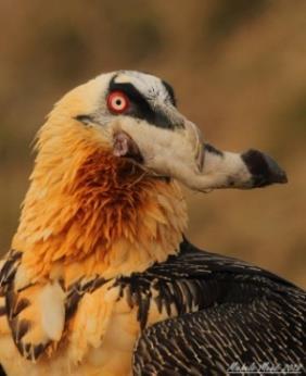 (LC) Bearded vulture Gypaetus barbatus Critically Endangered