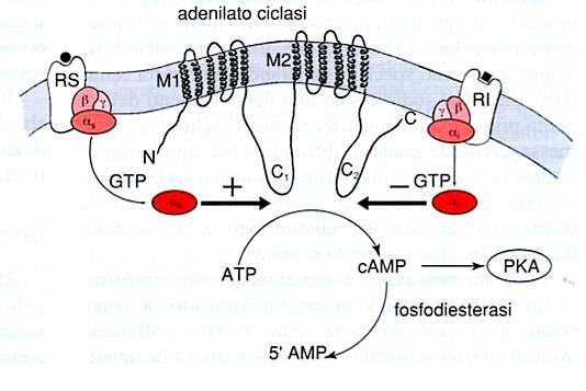 β2-agonisti β2-recettore L aumento del camp determina: Broncorilasciamento; Inibizione del release di mediatori flogogeni dai mastociti/macrofagi; Aumento della clearence mucociliare Si somministrano