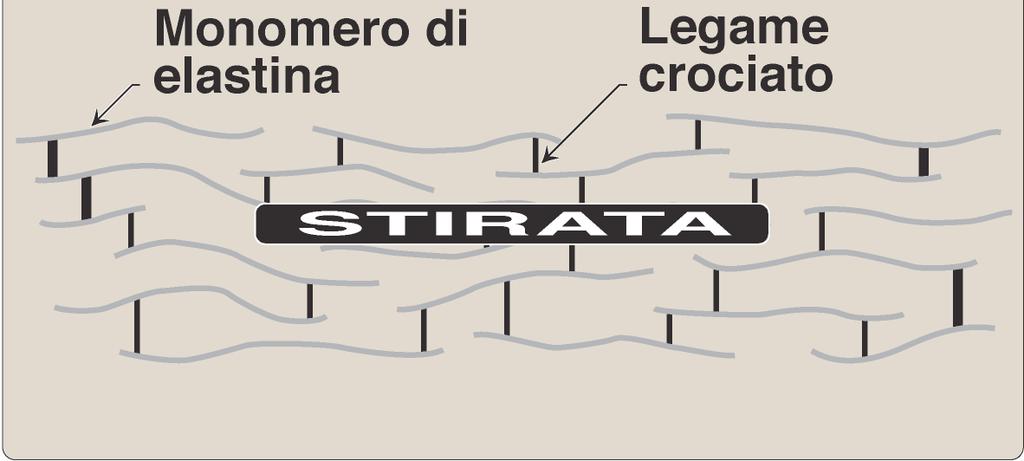 alveolari impedisce la degradazione dell