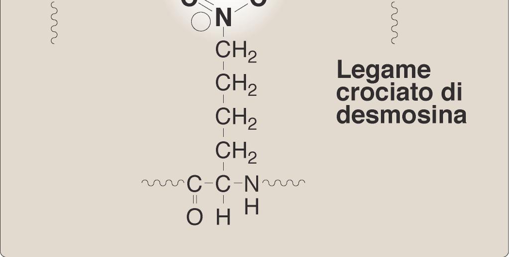 000 dalton, legate da legame covalente formatosi in seguito a reazione catalizzata da lisil ossidasi.