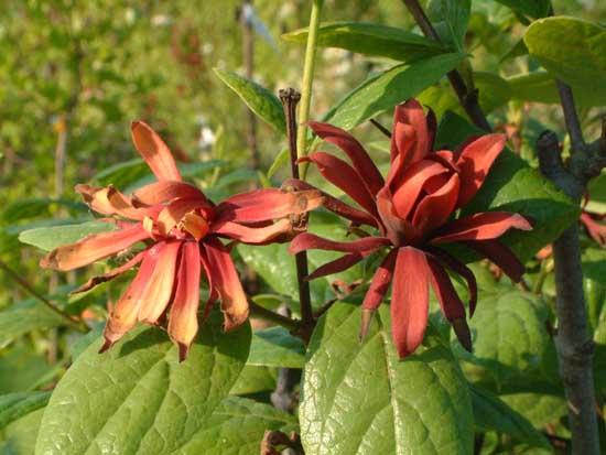 1. Fiori aciclici o spiralati: (es. Calicanto) 2. Fiori emiciclici: (es. Magnolia) 3.