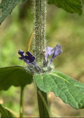 Corolla dialipetala: petali separati Corolla