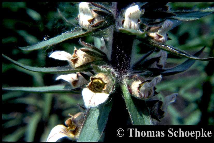 Gamopetala zigomorfe: Labiata: petali divisi in 2 gruppi di 2 e 3 petali ciascuno, riuniti alla base e