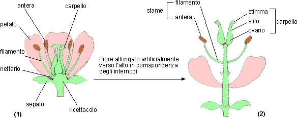 Fiore Si origina da una gemma fiorale che si sviluppa a livello terminale da un asse caulinare.
