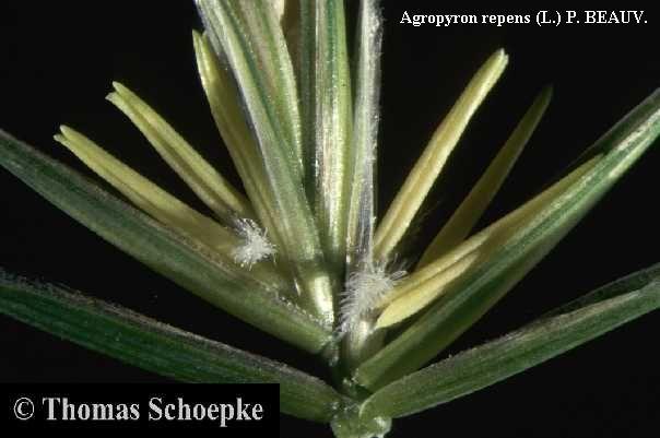 Fiore tetrandro (es. Labiate) 5.