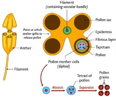 Angiosperme