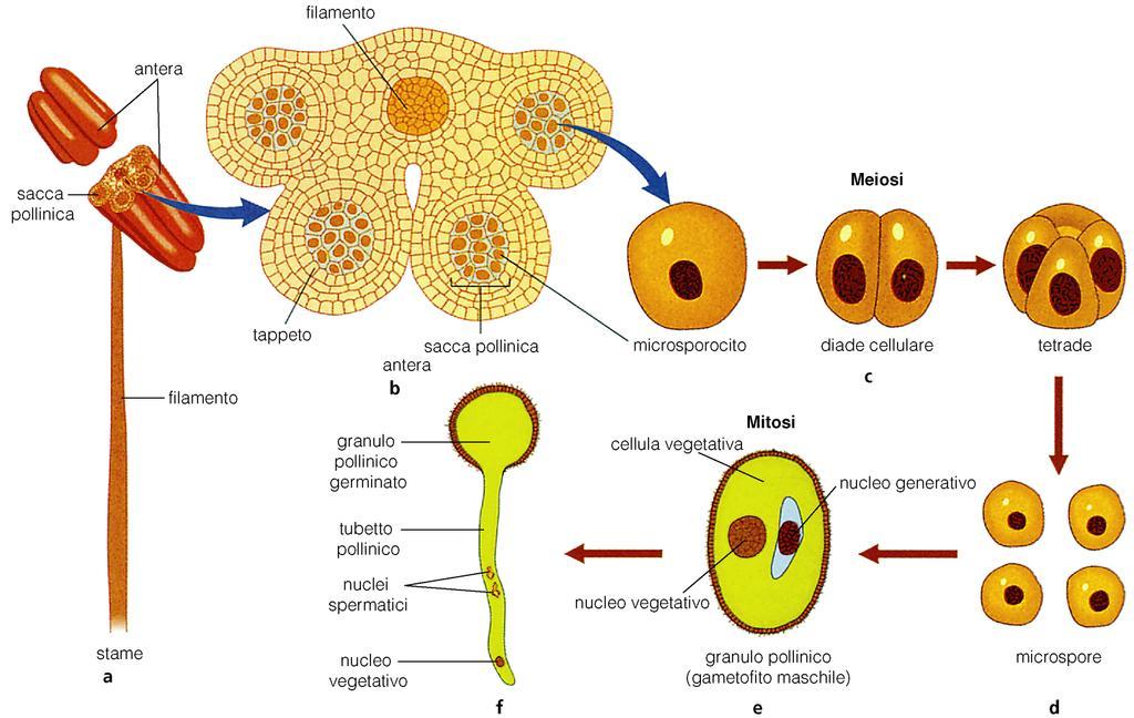 Il granulo pollinico (microspora) per divsione mitotica presenta 2 nuclei 1 grande che costitutisce il gametofito maschile (funzione vegetativa) (Nelle Angiosperme in