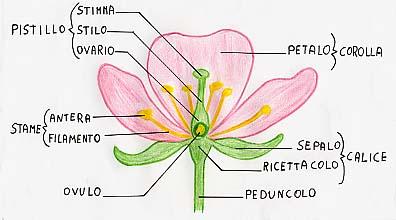 In un fiore completo si può riconoscere un: Peduncolo fiorale - ultimo internodo dell asse che porta il fiore che termina nel Ricettacolo o talamo porzione allargata su cui si inseriscono gli