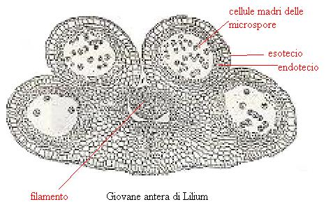 Angiosperme