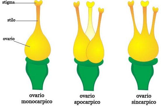 Margini carpellari fusi producono la placenta sulla quale si inseriscono gli ovuli mediante un funicolo. Canale stilare: per permettere il passaggio del polline; può percorrere tutto lo stilo.