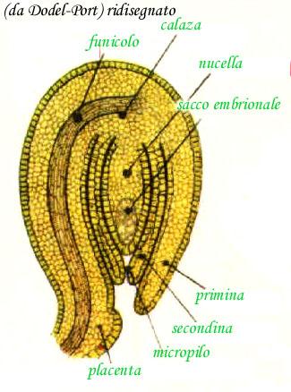 Ovuli (macrosporoteci) Tegumento esterno = primina Tegumento interno = secondina Nocella = parte centrale dell ovulo I tegumenti avvolgono la nocella, contengono una