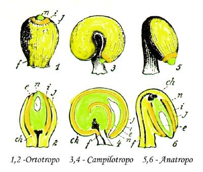 Rispetto alla posizione l ovulo può essere Ortotropo o diritto (es. Urtica): micropilo, ilo e calaza sono sull asse dell ovulo.