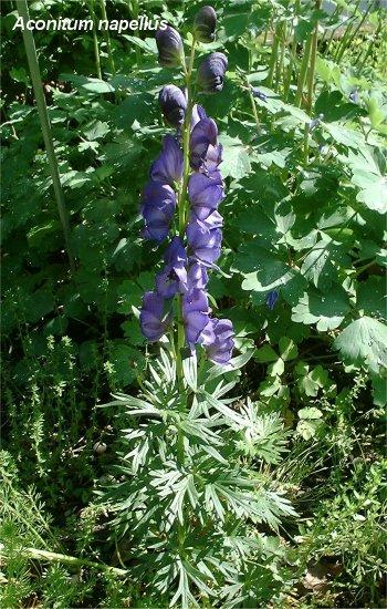 Fiori incompleti sessili mancano di peduncolo aclamidato o nudo mancano tutti gli antofilli Monoclamidato ha