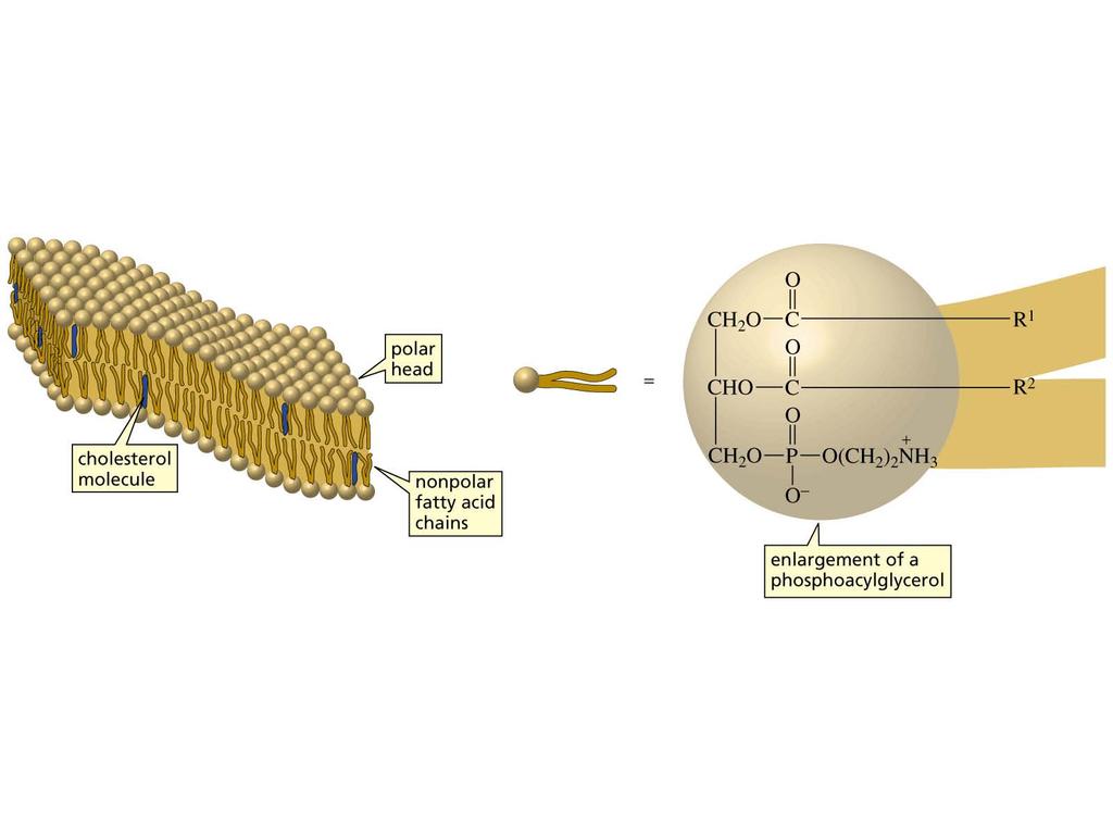 Le membrane sono formate da fosfoacilgliceroli, organizzati in un doppio strato (bilayer) La fluidità della membrana è controllata dalla parte lipidica della molecola formata da acidi