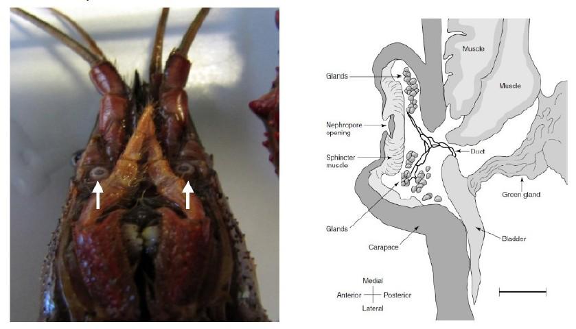 AUTOCIDI: LE ESCHE FEROMONALI In Procambarus clarkii queste sostanze sono rilasciate dalle femmine sessualmente mature per attrarre i maschi ricettivi (Stebbing et al. 2003).