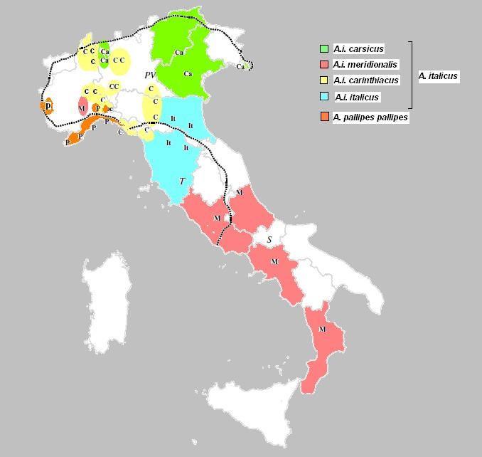 del DNA mitocondriale (16S rdna e COI) diversi autori hanno descritto il