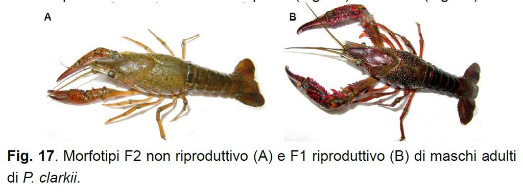 CONOSCERE MEGLIO LA BIOLOGIA DELLA