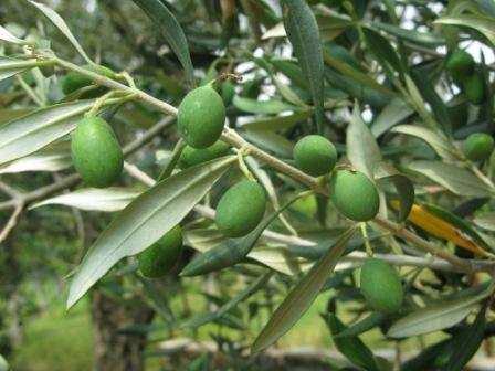 GESTIONE DELL OLIVETO Il protrarsi per diversi giorni di alte temperature accompagnate ad assenza di precipitazioni ha provocato in alcune zone un po di sofferenza da carenza idrica alla piante, che