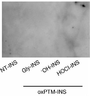 ELISA Western blot