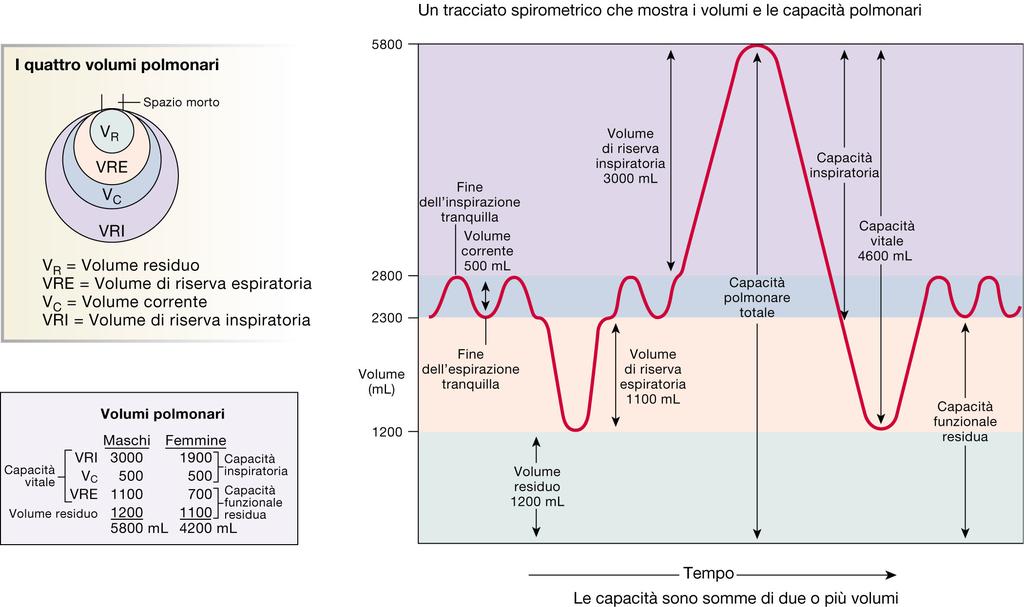 Volumi polmonari dinamici  Informazioni ottenibili: Capacità vitale (CV/FEV); FEV 0.5 (forced expiratory volume at 0.