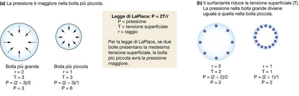 Resistenze respiratorie Comprendono: resistenze elastiche: complianza (entità della dilatazione dei polmoni in relazione allo sforzo applicato) resistenze dovute al flusso di aria nelle vie aeree: