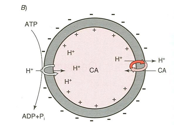 gravità dei movimenti coreici metabolizzato da CYP2D6, con emivita breve e molto variabile effetti collaterali: