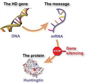 of mutant huntingtin by telling cells to