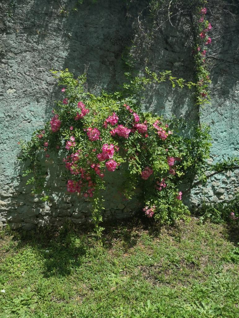 ELENA ROSE: UN TRISTE ALBERO VECCHIO E GRIGIO