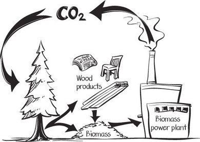 Biomasse: fonti energetiche Le biomasse rientrano tra le fonti energetiche rinnovabili in quanto