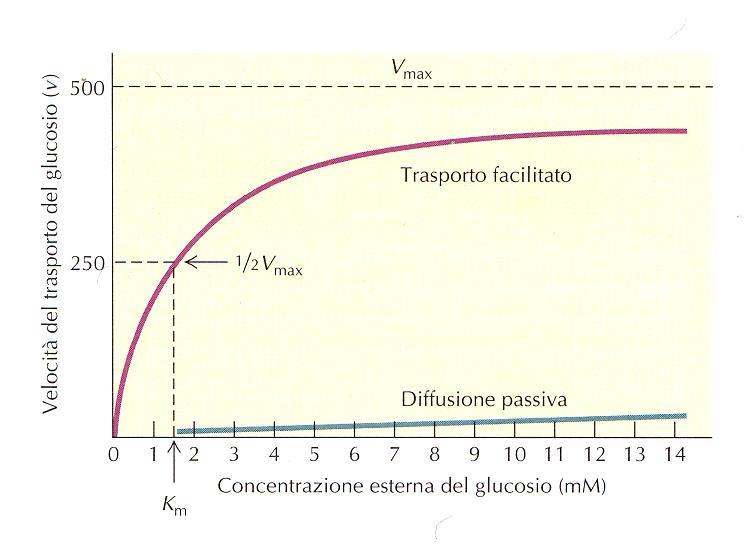 Confronto fra le cinetiche della diffusione semplice e facilitata Il carrier