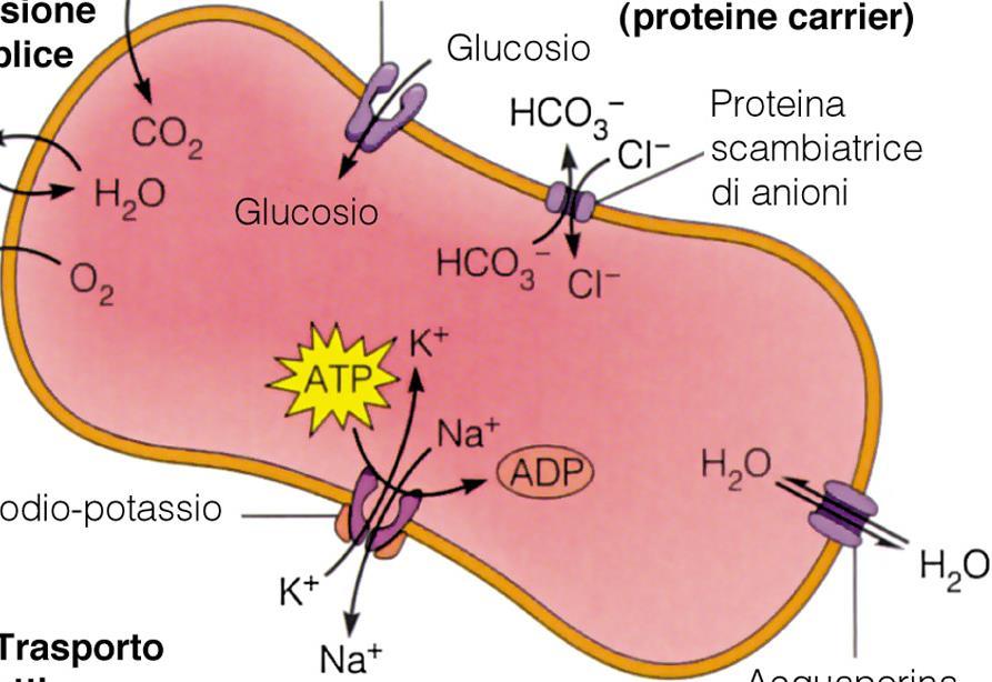 proteina carrier antiporto