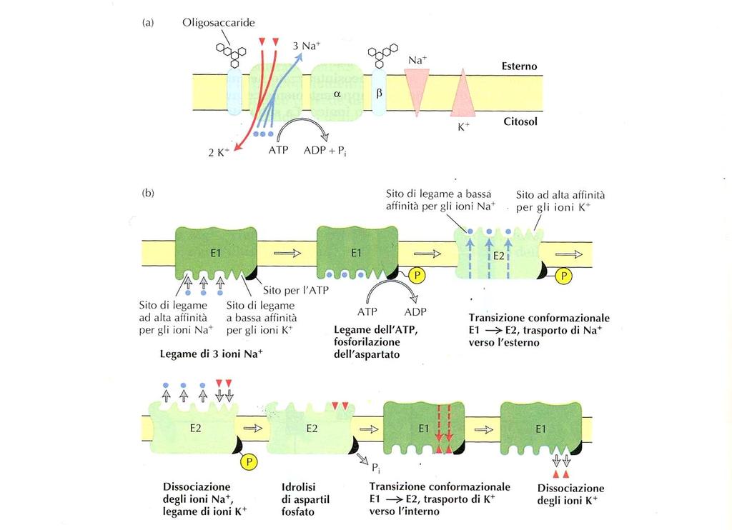 Esempio di ATPasi di classe P: la pompa