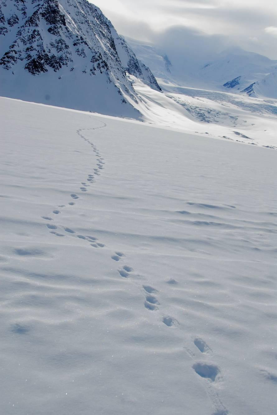 Incredibile: le orme di una lince arrivata a pochi passi dal nostro campo base.