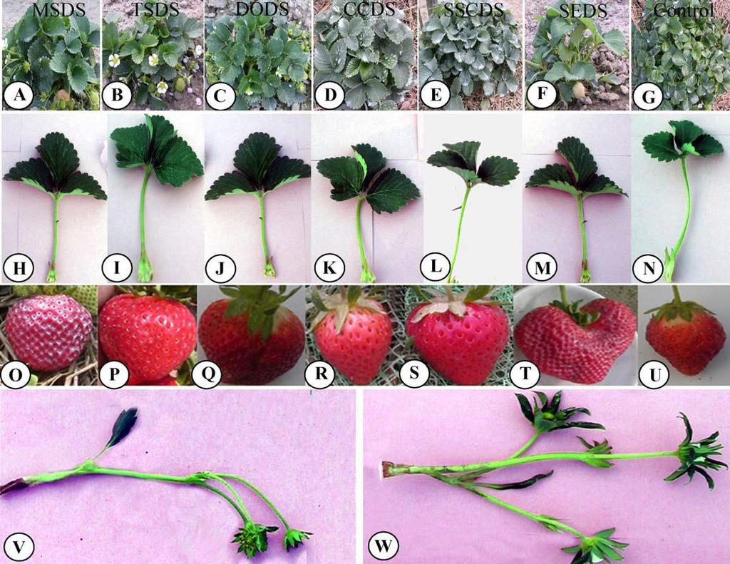 Hossain - Development and evaluation of in vitro somaclonal variation in strawberry for improved horticultural