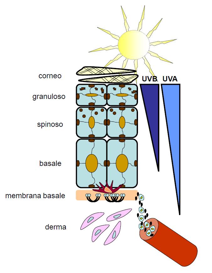 UVA e UVB UVB