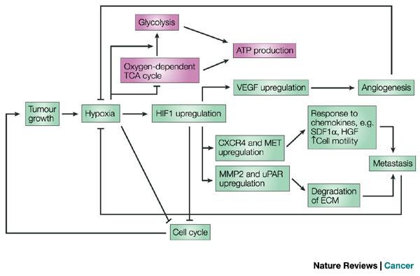 ..che regola l espressione di geni importanti per l angiogenesi e il movimento SDF1=CXCL12: chemochina pro-infiammatoria rilasciata dalle cellule dell infiammazione.