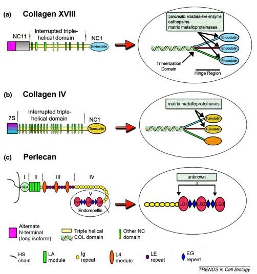 Il taglio proteolitico delle proteine pro-angiogeniche della matrice genera