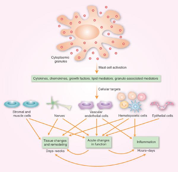 I mastociti sono le cellule tissutali che danno avvio all infiammazione tramite il rilascio di