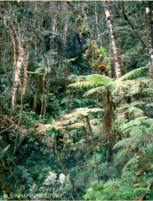 durante tutto l anno, con due massimi equinoziali; l ambiente tipico è la foresta equatoriale Al clima equatoriale è associata la foresta equatoriale caratterizzata da una folta e intricata
