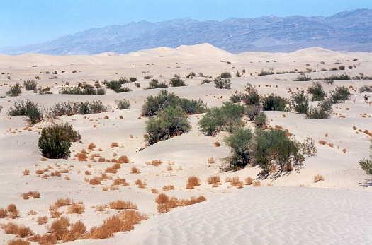 Si dividono in: Clima Desertico Caldo (B) Presentano una forte escursione termica diurna ma una scarsa escursione termica annuale Precipitazioni molto scarse e occasionali.