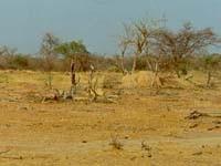 Il clima semiarido interessa vaste regioni dell africa sud-sahariana, dove costituisce la