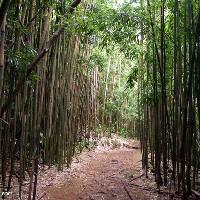 ambiente tipico è la foresta sempreverde, in Asia la foresta di bambù In Asia è la zona