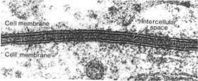 Procarioti ed eucarioti Tra le cellule esiste una grande variabilità di forme e di dimensioni, ma vi sono anche molte caratteristiche